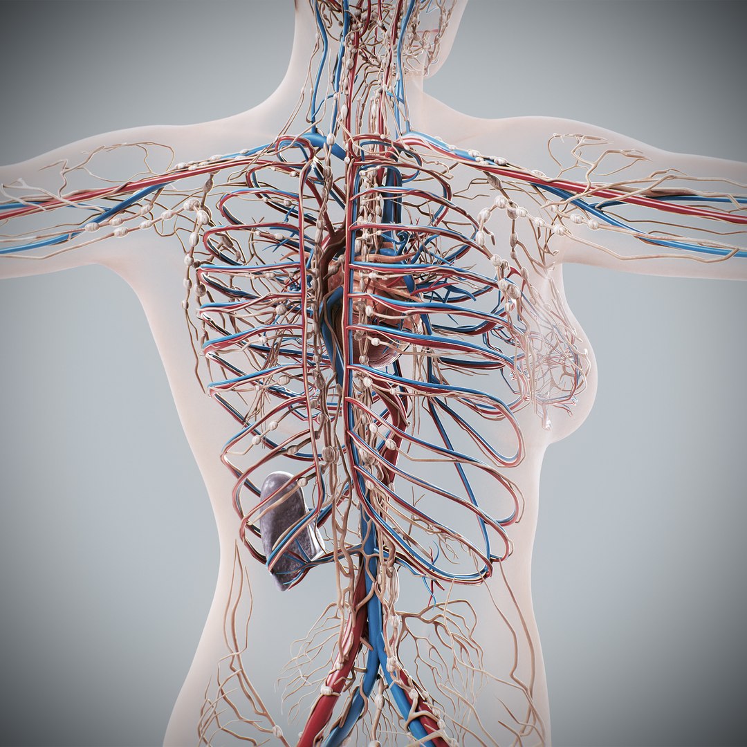 3d https://p.turbosquid.com/ts-thumb/ix/DEmZHd/uH/humanmaleandfemalecompleteanatomy66/jpg/1748534780/1920x1080/fit_q87/893a2fbd0c95f6d3ac8a635ebd58ed1d8fe55947/humanmaleandfemalecompleteanatomy66.jpg