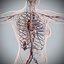 Human Male  Female Complete Anatomy