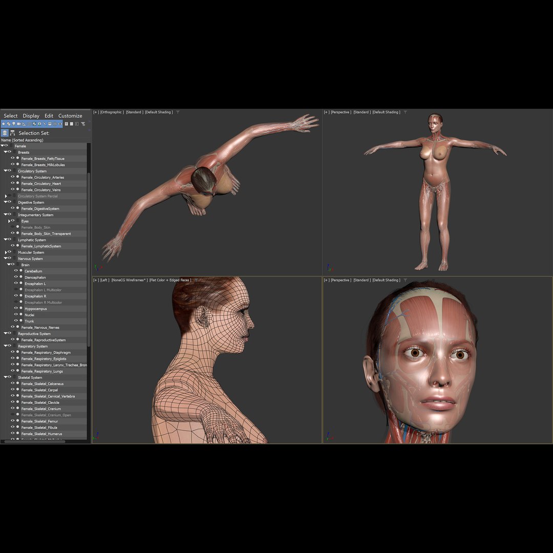 3d https://p.turbosquid.com/ts-thumb/ix/DEmZHd/uc/humanmaleandfemalecompleteanatomy16/jpg/1748534754/1920x1080/fit_q87/3d976458cef878b318dbcac8952d222f8f952987/humanmaleandfemalecompleteanatomy16.jpg