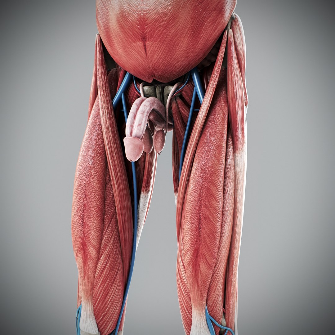 3d https://p.turbosquid.com/ts-thumb/ix/DEmZHd/uc/humanmaleandfemalecompleteanatomy70/jpg/1748534781/1920x1080/fit_q87/917dba27af22ec2f19e87029c5e5e96e339f8ce9/humanmaleandfemalecompleteanatomy70.jpg