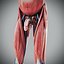 Human Male  Female Complete Anatomy