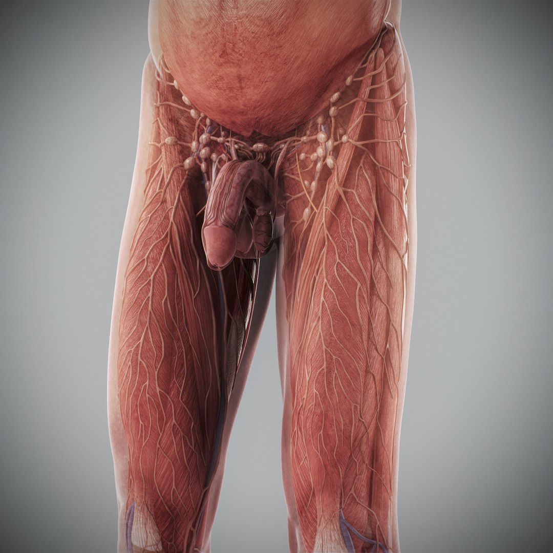 3d https://p.turbosquid.com/ts-thumb/ix/DEmZHd/uh/humanmaleandfemalecompleteanatomy69/jpg/1748534781/1920x1080/fit_q87/be8341736b028fac4b317ac4894ce5da717f80cc/humanmaleandfemalecompleteanatomy69.jpg
