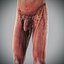 Human Male  Female Complete Anatomy