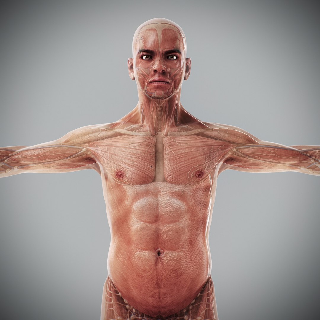 3d https://p.turbosquid.com/ts-thumb/ix/DEmZHd/uk/humanmaleandfemalecompleteanatomy25/jpg/1748534758/1920x1080/fit_q87/71425ec0be92e52fd0313ebec7e9a22bbee6890d/humanmaleandfemalecompleteanatomy25.jpg
