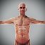 Human Male  Female Complete Anatomy