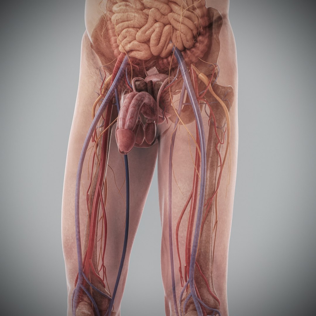 3d https://p.turbosquid.com/ts-thumb/ix/DEmZHd/up/humanmaleandfemalecompleteanatomy71/jpg/1748534781/1920x1080/fit_q87/fbfcc8a27b019df9a42255ef75e882978ffac669/humanmaleandfemalecompleteanatomy71.jpg