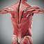 Human Male  Female Complete Anatomy