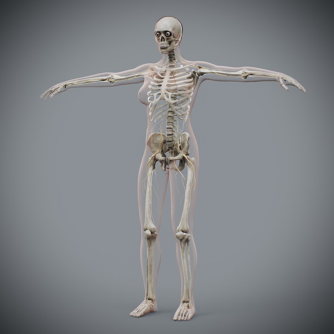 3d https://p.turbosquid.com/ts-thumb/ix/DEmZHd/wm/humanmaleandfemalecompleteanatomy43/jpg/1748534767/1920x1080/fit_q87/5bbaacef443c86cf6edd4a6a00ce33140722c664/humanmaleandfemalecompleteanatomy43.jpg