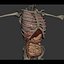 Human Male  Female Complete Anatomy