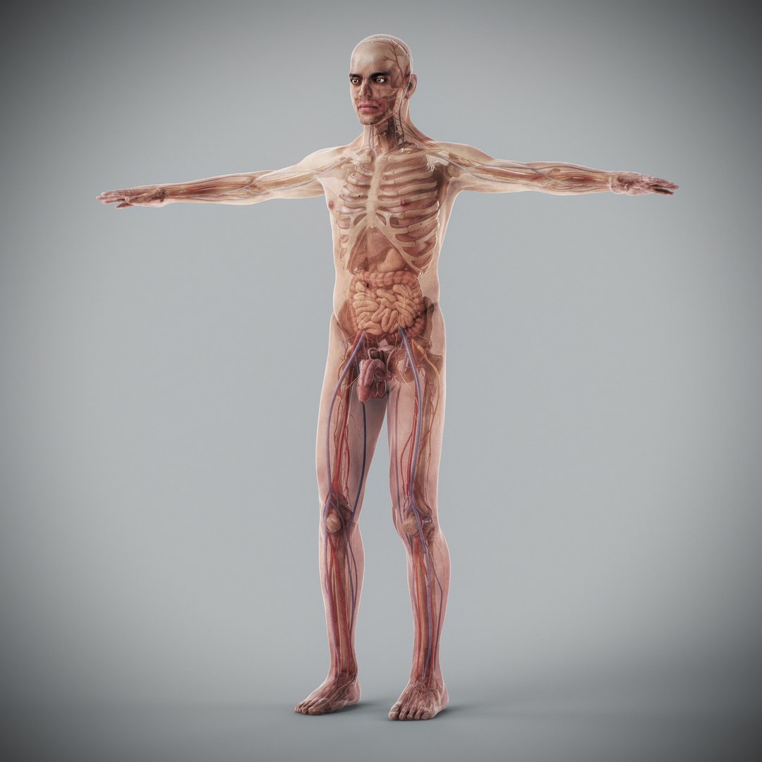 3d https://p.turbosquid.com/ts-thumb/ix/DEmZHd/zi/humanmaleandfemalecompleteanatomy47/jpg/1748534769/1920x1080/fit_q87/35fc0ed0566b7f3fa140df6edb5c77b7aad63b2b/humanmaleandfemalecompleteanatomy47.jpg