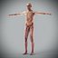 Human Male  Female Complete Anatomy