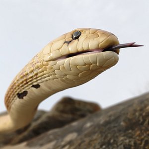 3D Crawling Light Skin Cobra Animated Rigged model