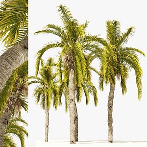 3D model 5 Queen Palm Trees