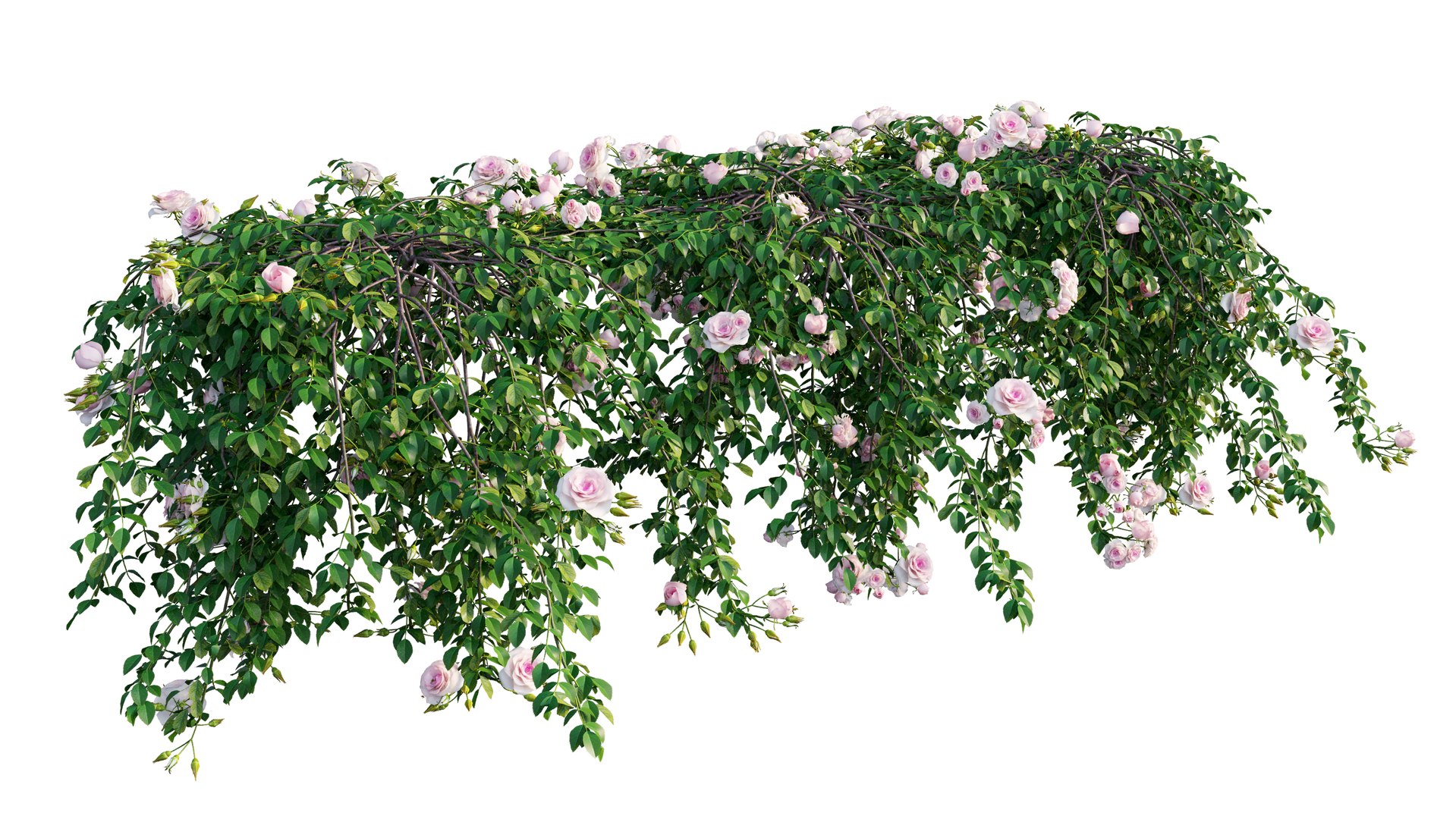 Free 3D Rose Plant Set 29 Model - TurboSquid 1604043