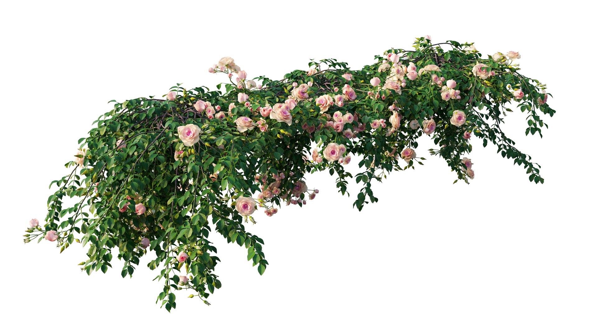 3D rose plant set 29 model https://p.turbosquid.com/ts-thumb/ix/LkgekO/5LCtBPLX/10_interactivelightmix/png/1597139734/1920x1080/fit_q87/e166308ce8e7281258f45ff3c4d55083be6a5cd9/10_interactivelightmix.jpg