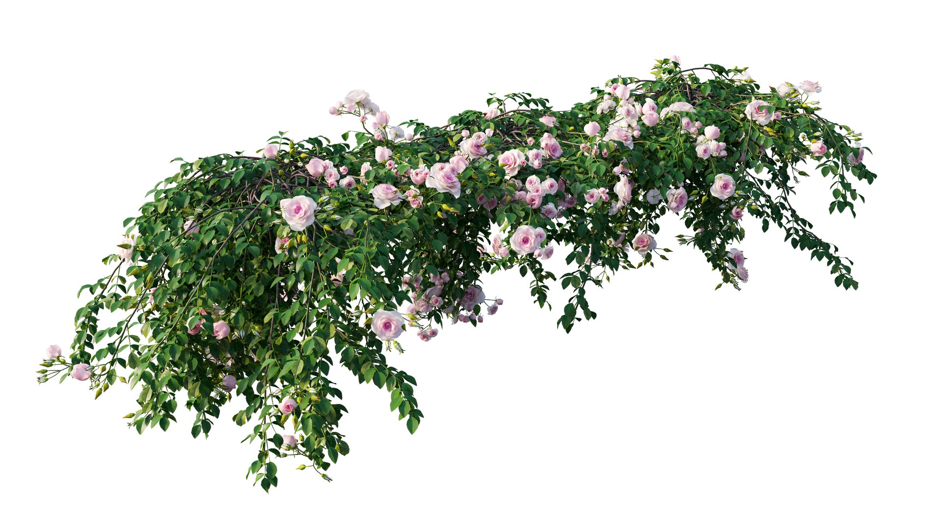 3D rose plant set 29 model https://p.turbosquid.com/ts-thumb/ix/LkgekO/B0A984FF/9_interactivelightmix/png/1597139734/1920x1080/fit_q87/48f77bca4274e056fed60556034d93f59a0bafd5/9_interactivelightmix.jpg
