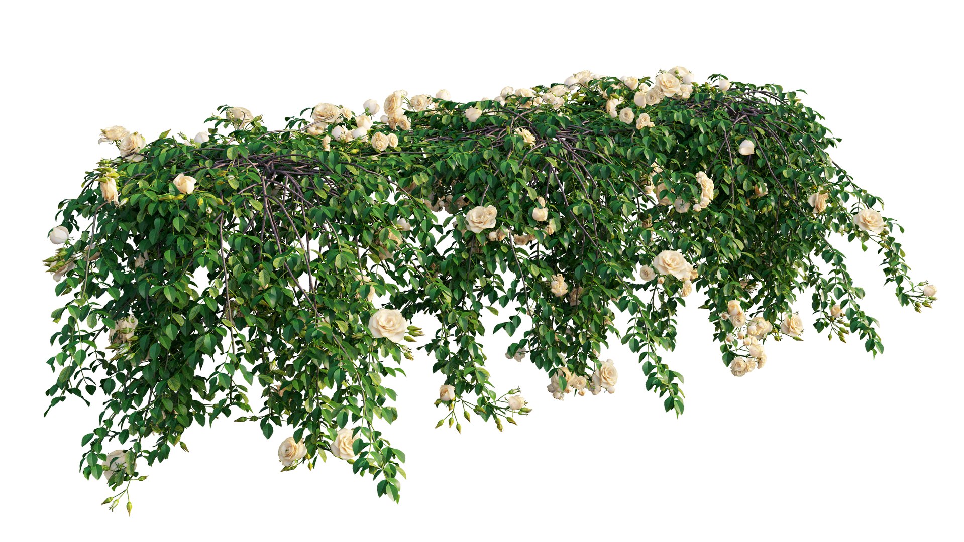 3D rose plant set 29 model https://p.turbosquid.com/ts-thumb/ix/LkgekO/KIyS1utB/5_interactivelightmix/png/1597139731/1920x1080/fit_q87/638e7fea702717c2d15d717bec52349c40162bc0/5_interactivelightmix.jpg