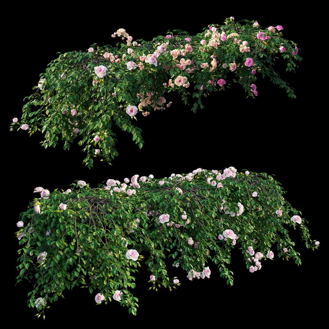 3D rose plant set 29 model https://p.turbosquid.com/ts-thumb/ix/LkgekO/KvdbNECF/view05/jpg/1597139646/1920x1080/fit_q87/e0f591be99e84b3206800fb4072c03cda79ac27f/view05.jpg