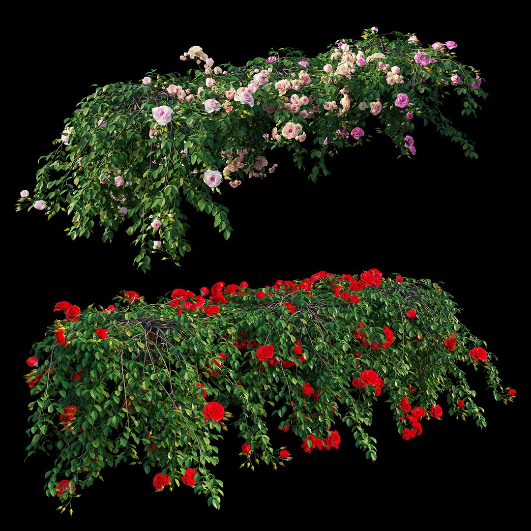 3D rose plant set 29 model https://p.turbosquid.com/ts-thumb/ix/LkgekO/TE3GlZt8/view07/jpg/1597139647/1920x1080/fit_q87/be3d36bb062a8c60a223da4f440d2f1c9c0ce678/view07.jpg