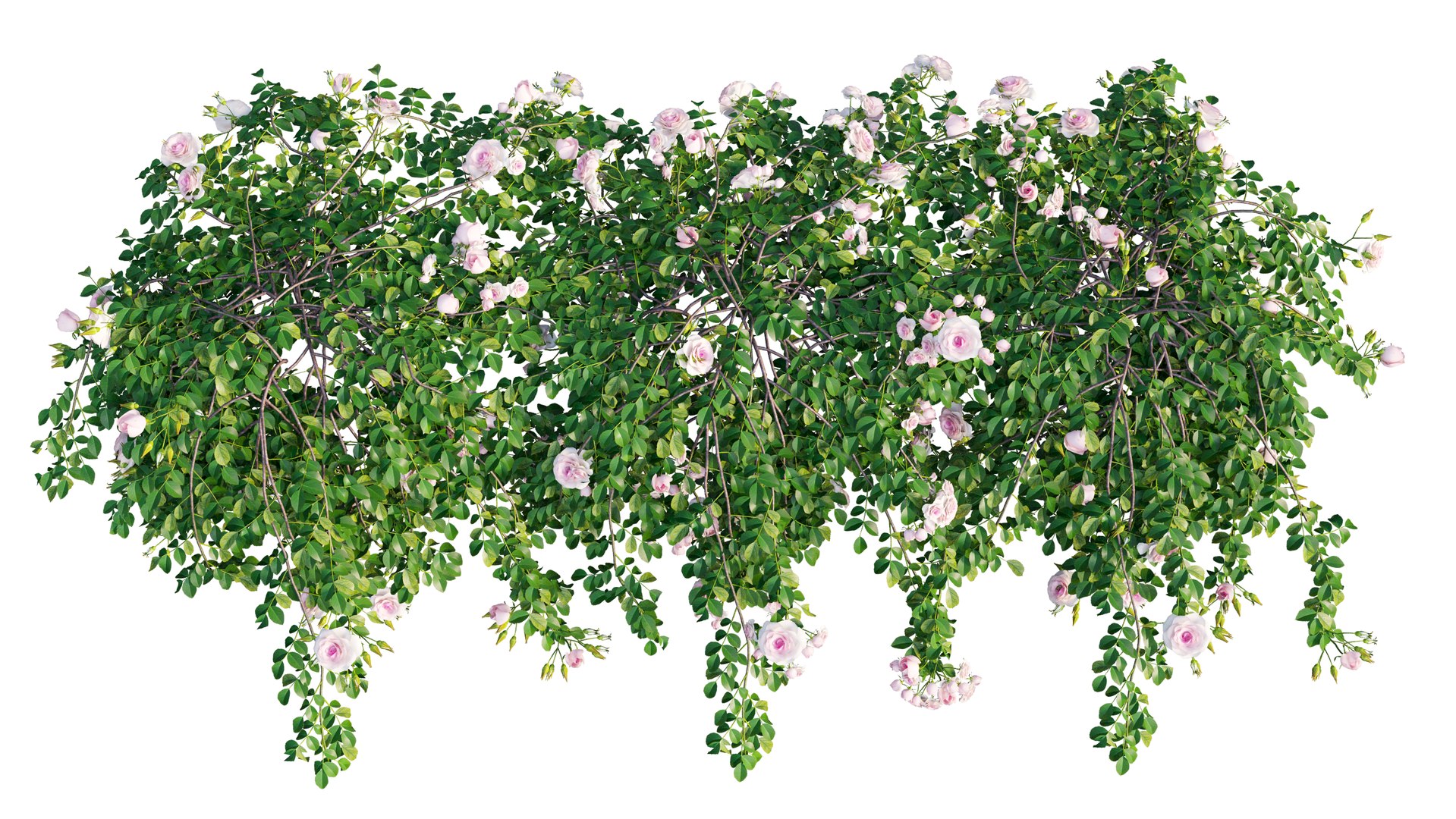 Free 3D Rose Plant Set 29 Model - TurboSquid 1604043