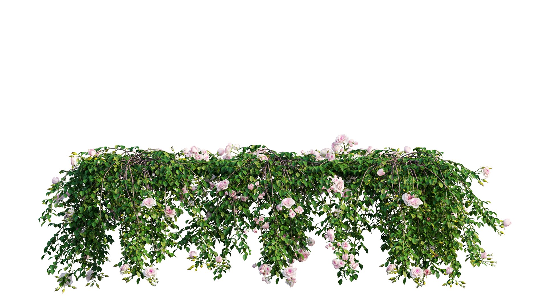 3D rose plant set 29 model https://p.turbosquid.com/ts-thumb/ix/LkgekO/m01gMX2e/6_interactivelightmix/png/1597139728/1920x1080/fit_q87/e3c929fb953321336c70b5021778706d26aad881/6_interactivelightmix.jpg