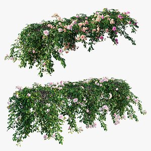 Rose plant set 29