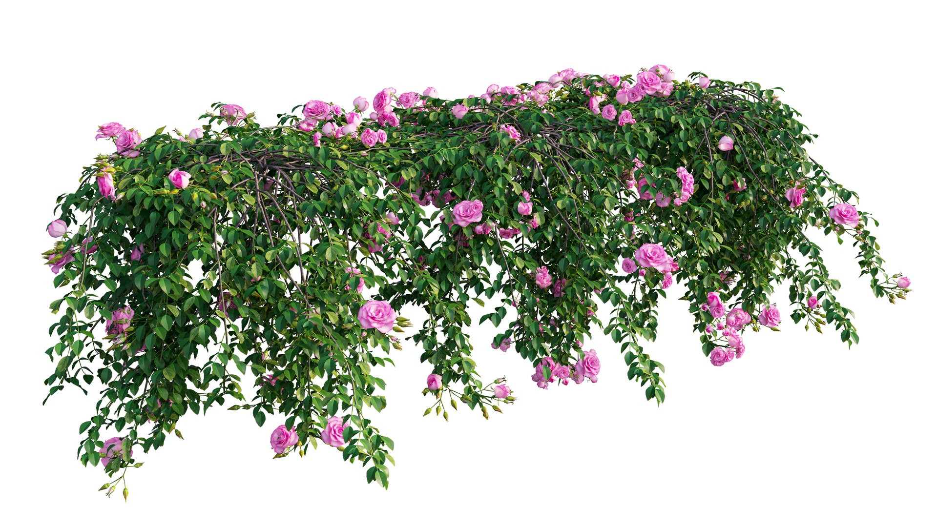 3D rose plant set 29 model https://p.turbosquid.com/ts-thumb/ix/LkgekO/uhTVv6kV/1_interactivelightmix/png/1597139727/1920x1080/fit_q87/9d1c61e10b2c88da77283793929c87ab58e1a1ce/1_interactivelightmix.jpg