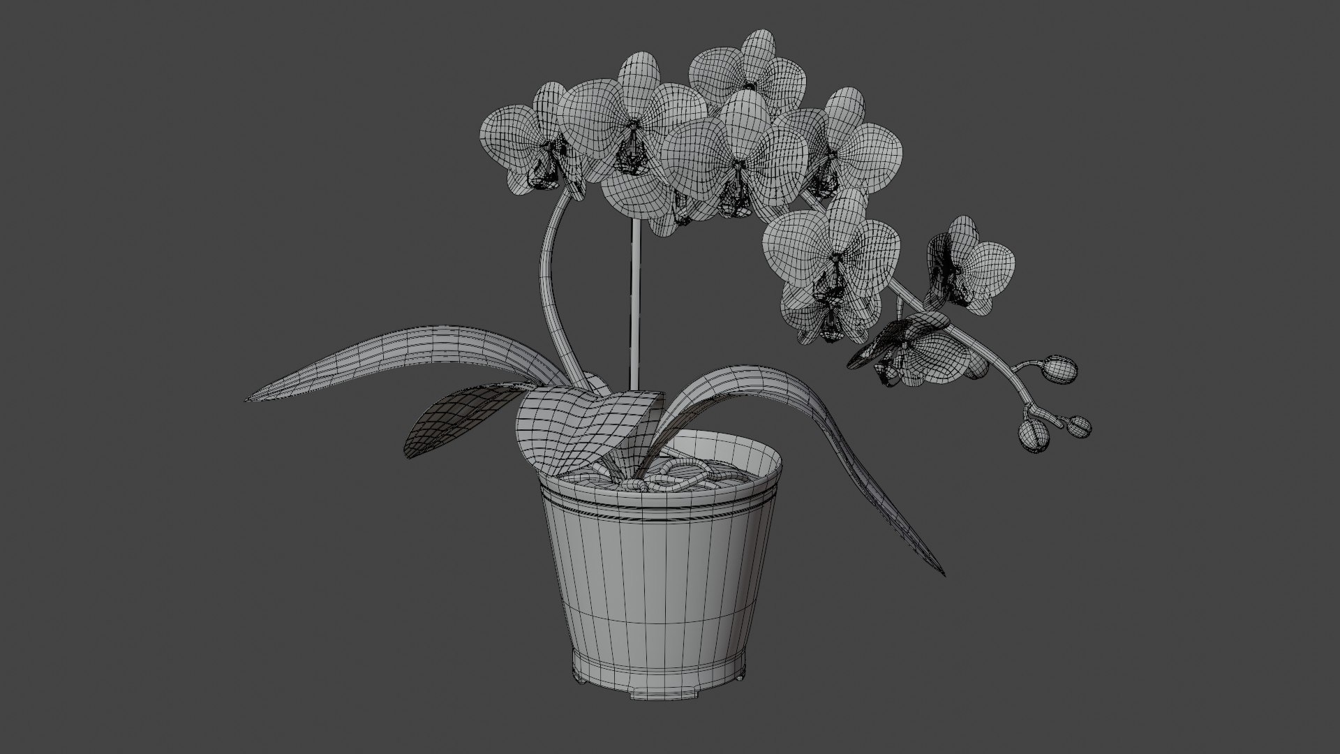 3D Pink Orchid Model - TurboSquid 2261096