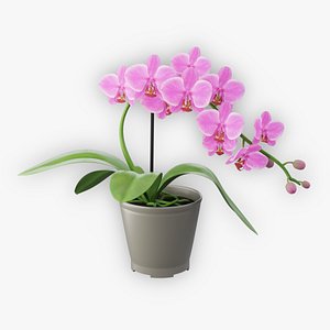 3D Pink Orchid model