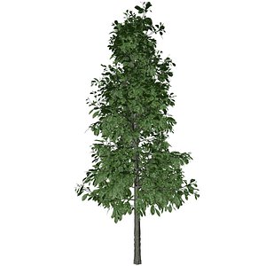 Sourwood Tree - 03 - 3D