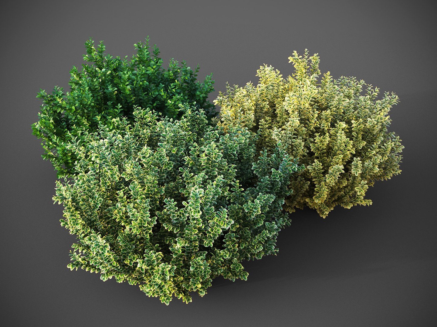 XfrogPlants HDPlants 1 3D https://p.turbosquid.com/ts-thumb/ix/S1vTVM/s1/euonymusfortunei1/jpg/1619197746/1920x1080/fit_q87/b38e42b6e229da39507386c3b1508fe786880b9a/euonymusfortunei1.jpg