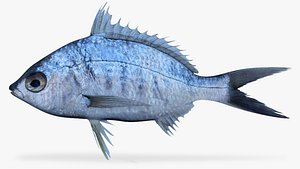 yellowfin mojarra ma
