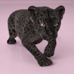 Black Leopard Cub with Fur for Maya Rigged