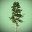 pine tree hq 3d model