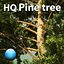pine tree hq 3d model