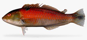 chameleon wrasse 3d model