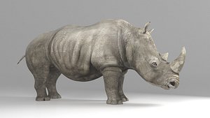 3D African rhino