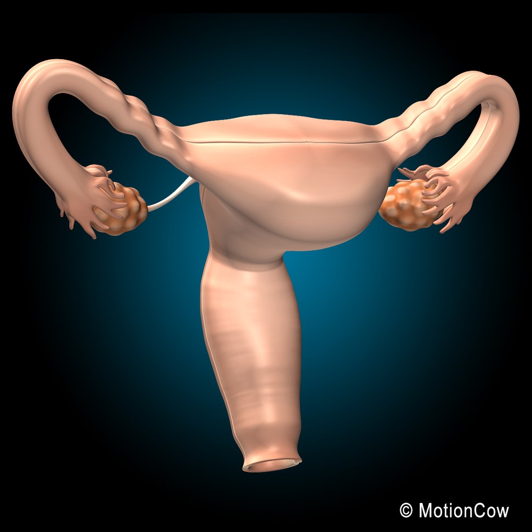 3d female uterus model https://p.turbosquid.com/ts-thumb/iy/D8bgAC/DCNO6Tyv/uterus_f/jpg/1346141111/1920x1080/fit_q87/69966372fc39653bef5ab0cb50d72b77d8dd0d98/uterus_f.jpg
