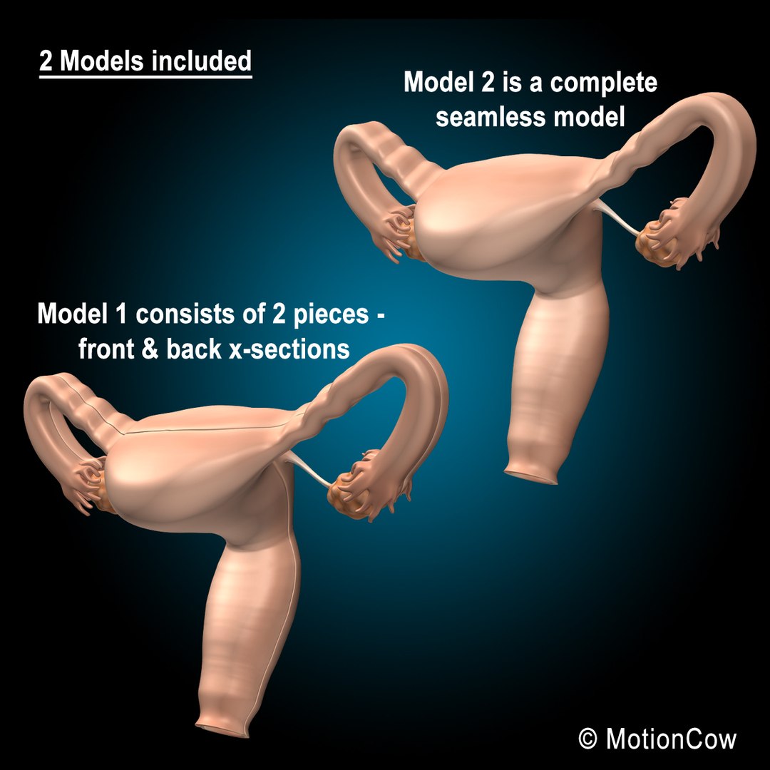 3d female uterus model https://p.turbosquid.com/ts-thumb/iy/D8bgAC/F7i946Os/uterus_e/jpg/1346141111/1920x1080/fit_q87/4208c9601c66c400bdeb99ecc2484ff8f0e3d016/uterus_e.jpg