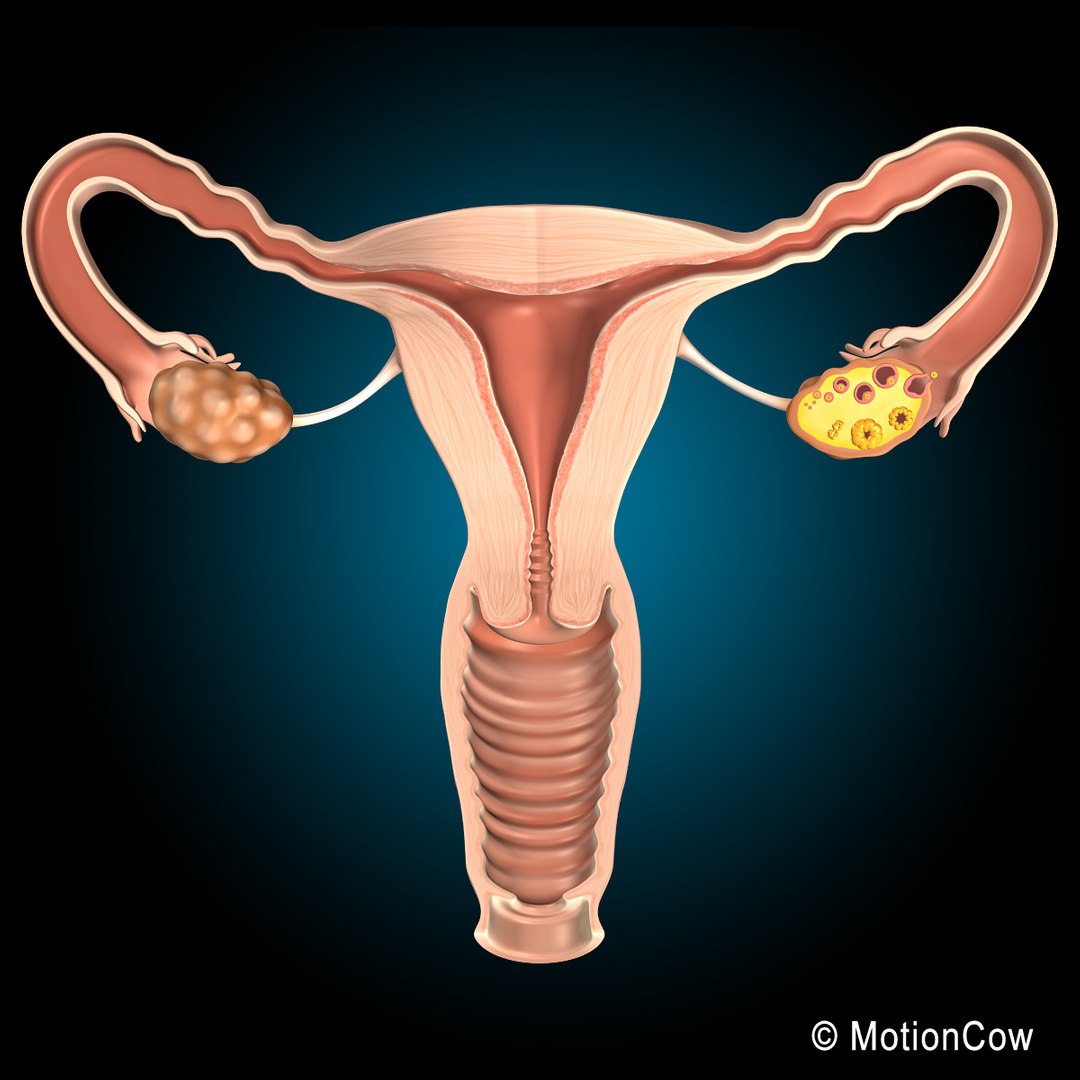 3d female uterus model https://p.turbosquid.com/ts-thumb/iy/D8bgAC/G0BolXXO/uterus_aa/jpg/1346141111/1920x1080/fit_q87/0c7667e7971b21e79857170d3e70ddac49f26ceb/uterus_aa.jpg