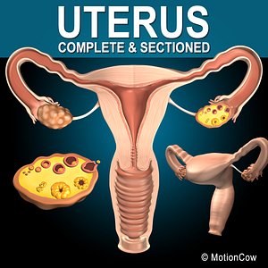 3d female uterus model