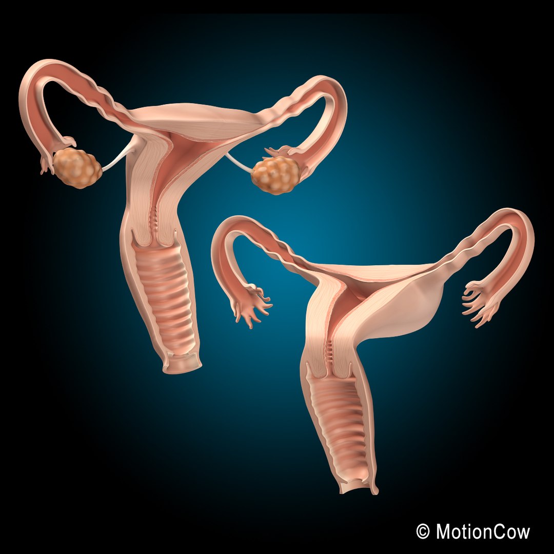 3d female uterus model https://p.turbosquid.com/ts-thumb/iy/D8bgAC/eBVOrcdm/uterus_g2/jpg/1346321624/1920x1080/fit_q87/843f7ca126fac84bbaf3678c76589771f5133aca/uterus_g2.jpg
