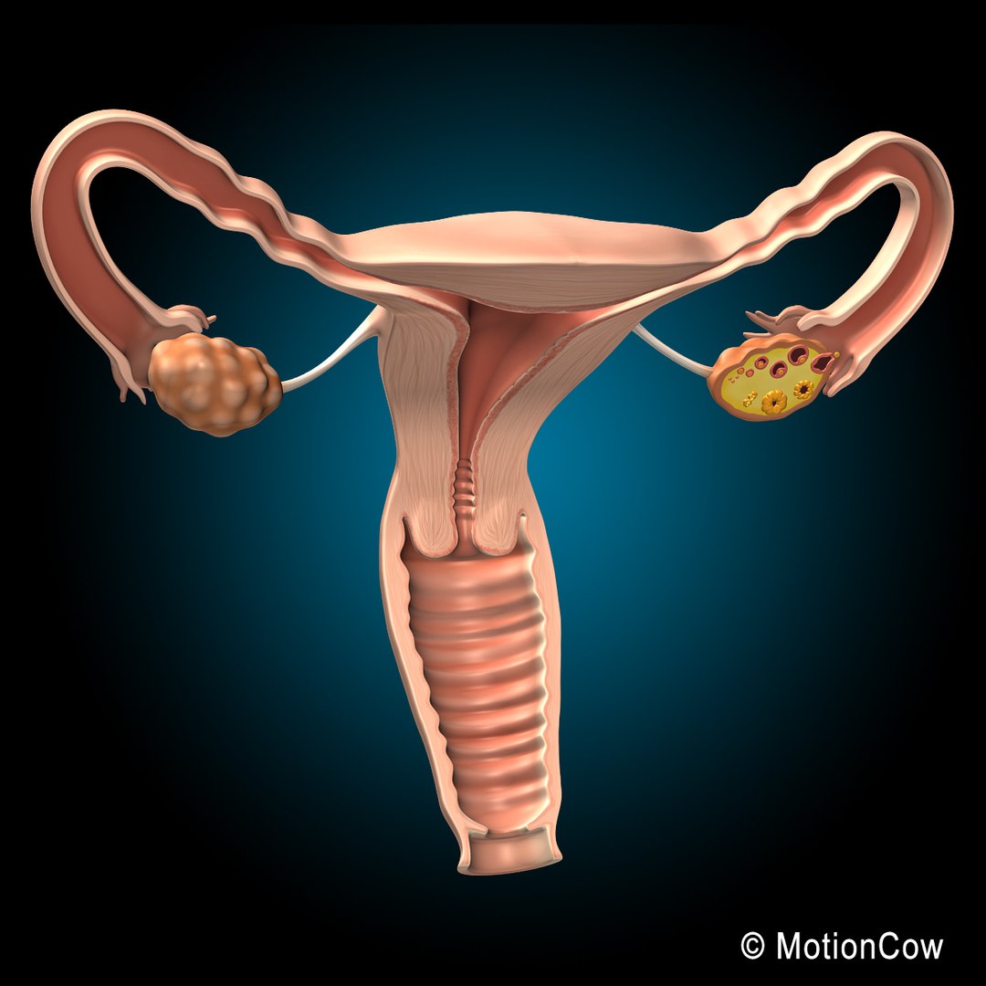 3d female uterus model https://p.turbosquid.com/ts-thumb/iy/D8bgAC/qi1QlRAG/uterus_c/jpg/1346141111/1920x1080/fit_q87/9682e8c41b270f9ec078086f9eb44d033dab4ea7/uterus_c.jpg