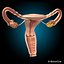 Uterus