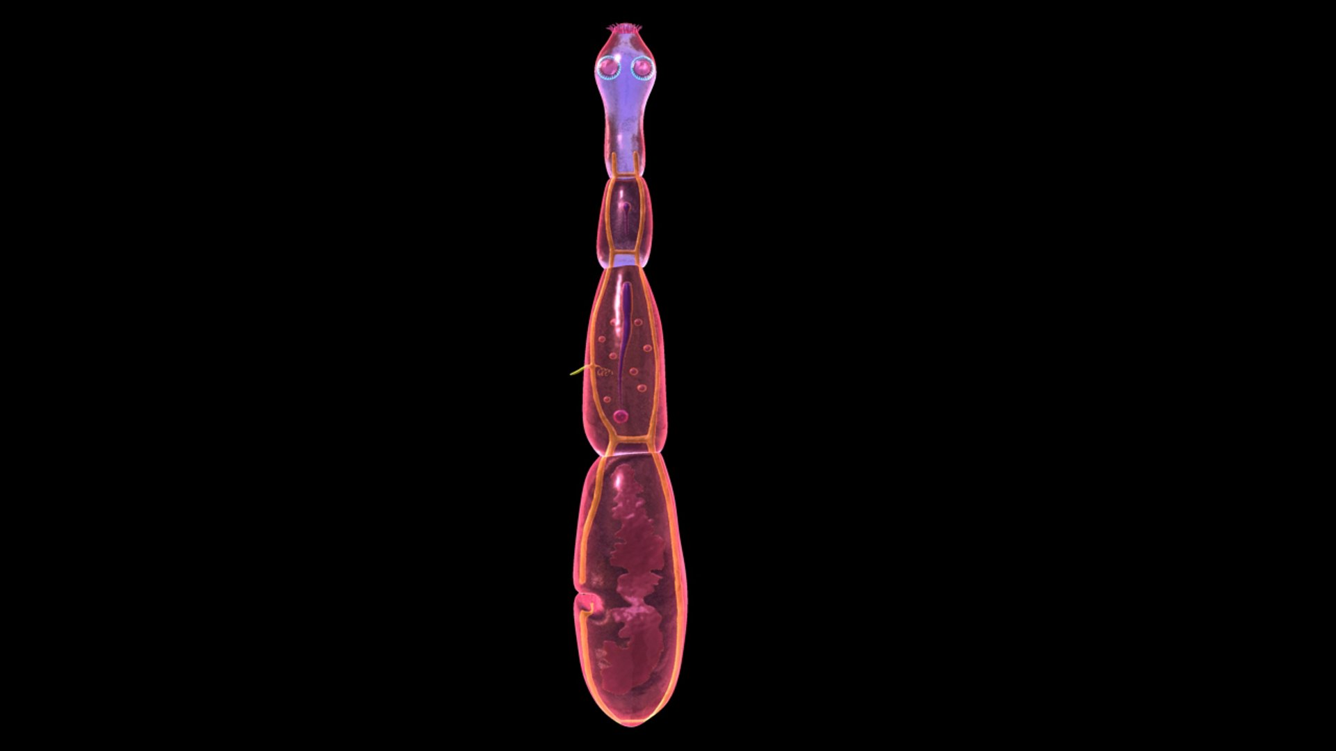 Echinococcus Granulosus Hydatid 3d Model