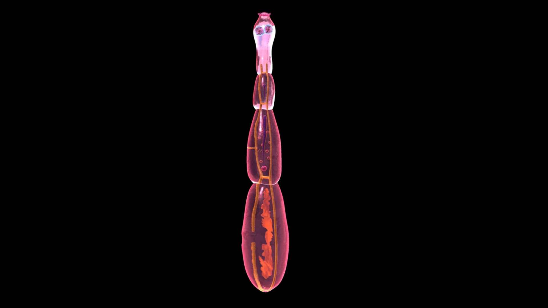 Echinococcus Granulosus Hydatid 3d Model