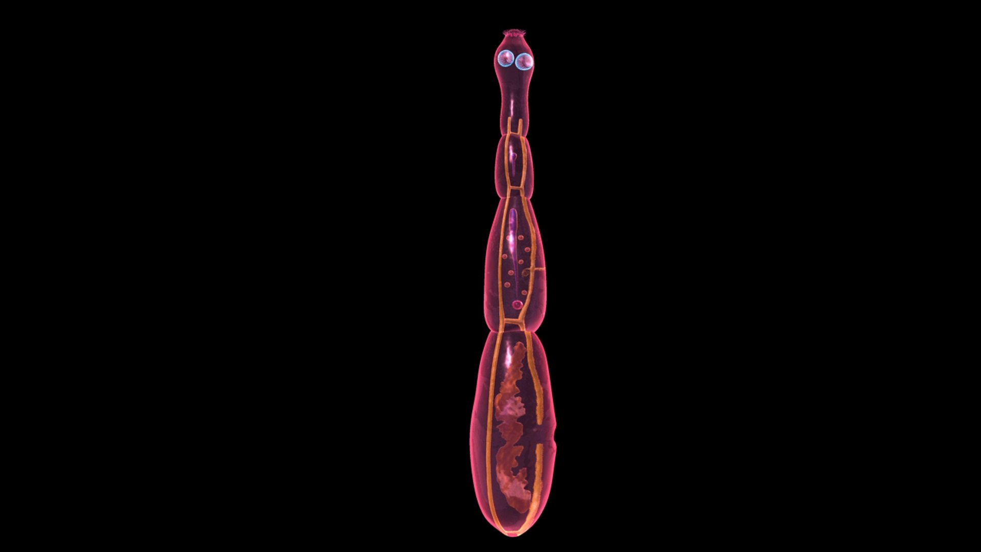 Echinococcus Granulosus Hydatid 3d Model