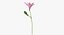 Alstromeria - Pink