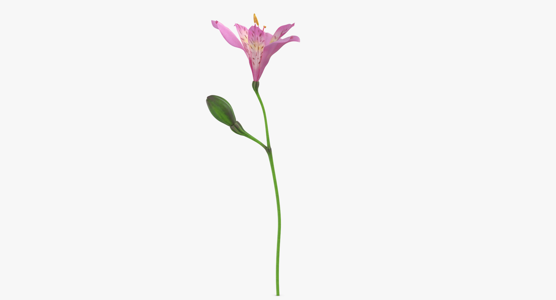 alstromeria pink - 3D https://p.turbosquid.com/ts-thumb/iy/H5ODTY/HgHR24dI/0000/jpg/1549301276/1920x1080/turn_fit_q99/59314f17fe21c96ff46b3e6f3d1f7803cdda242e/0000-1.jpg