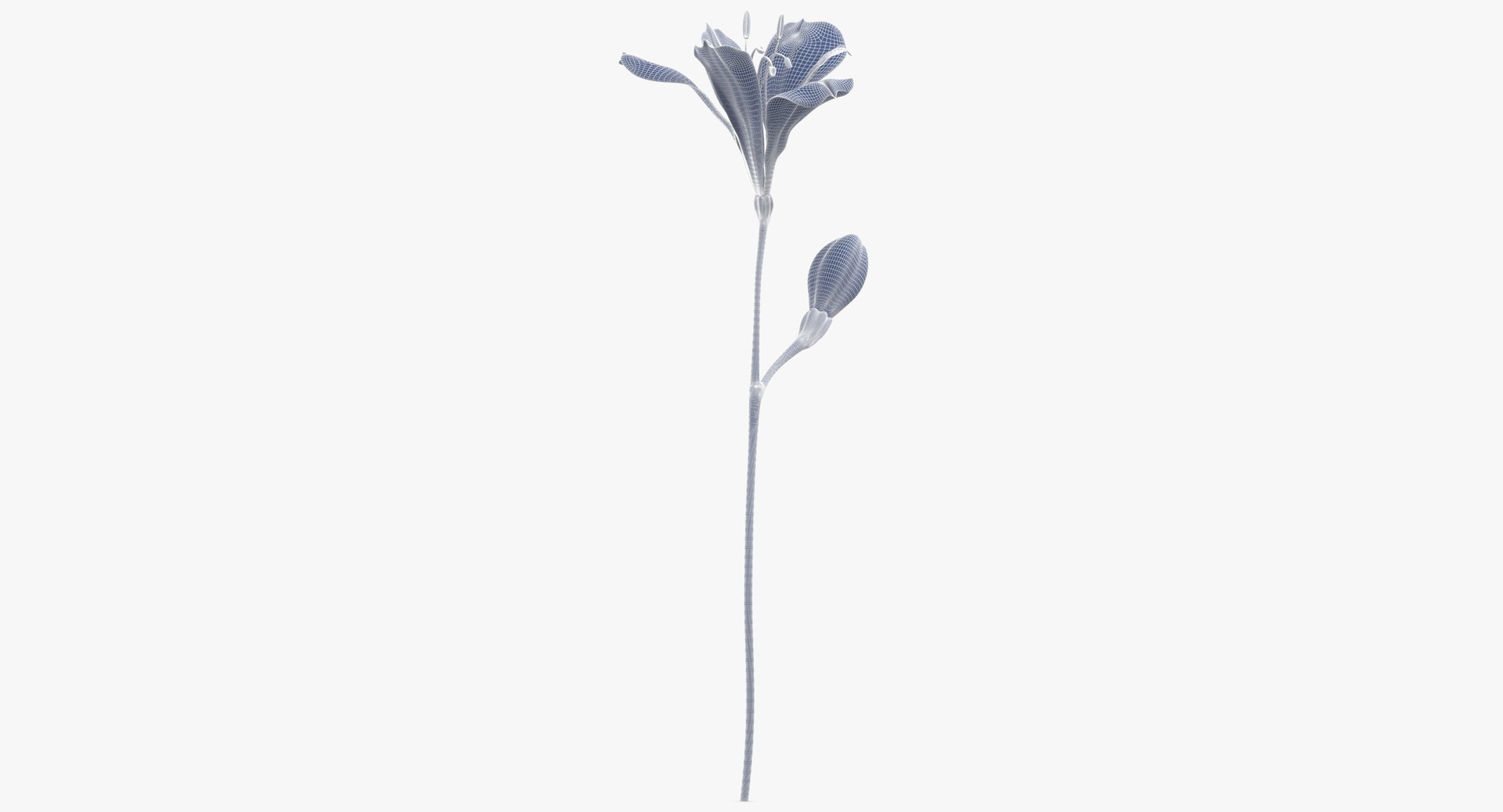 alstromeria pink - 3D https://p.turbosquid.com/ts-thumb/iy/H5ODTY/WLATsB4m/alstromeria_pink_wireframe_01_0006/jpg/1549301232/1920x1080/fit_q87/34ae5dd6713a43a6286b2dc9028e0862b7682349/alstromeria_pink_wireframe_01_0006.jpg